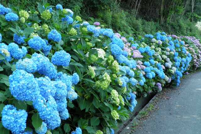 余呉湖あじさい園 長浜市余呉町 の紫陽花が6月中旬から見頃を迎えています 滋賀つーしん 新規オープン予定 閉店開店