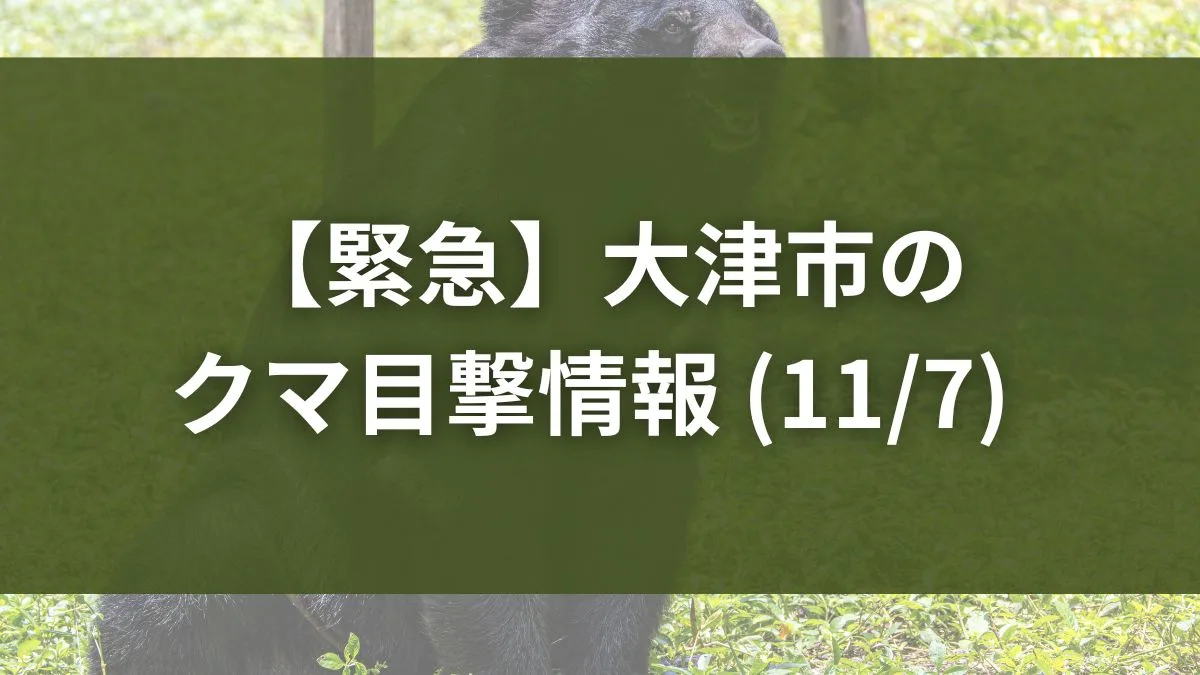 大津市 20251107熊目撃情報