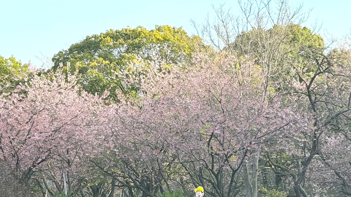 皇子が丘公園では、早咲きの「ハツミヨザクラ」