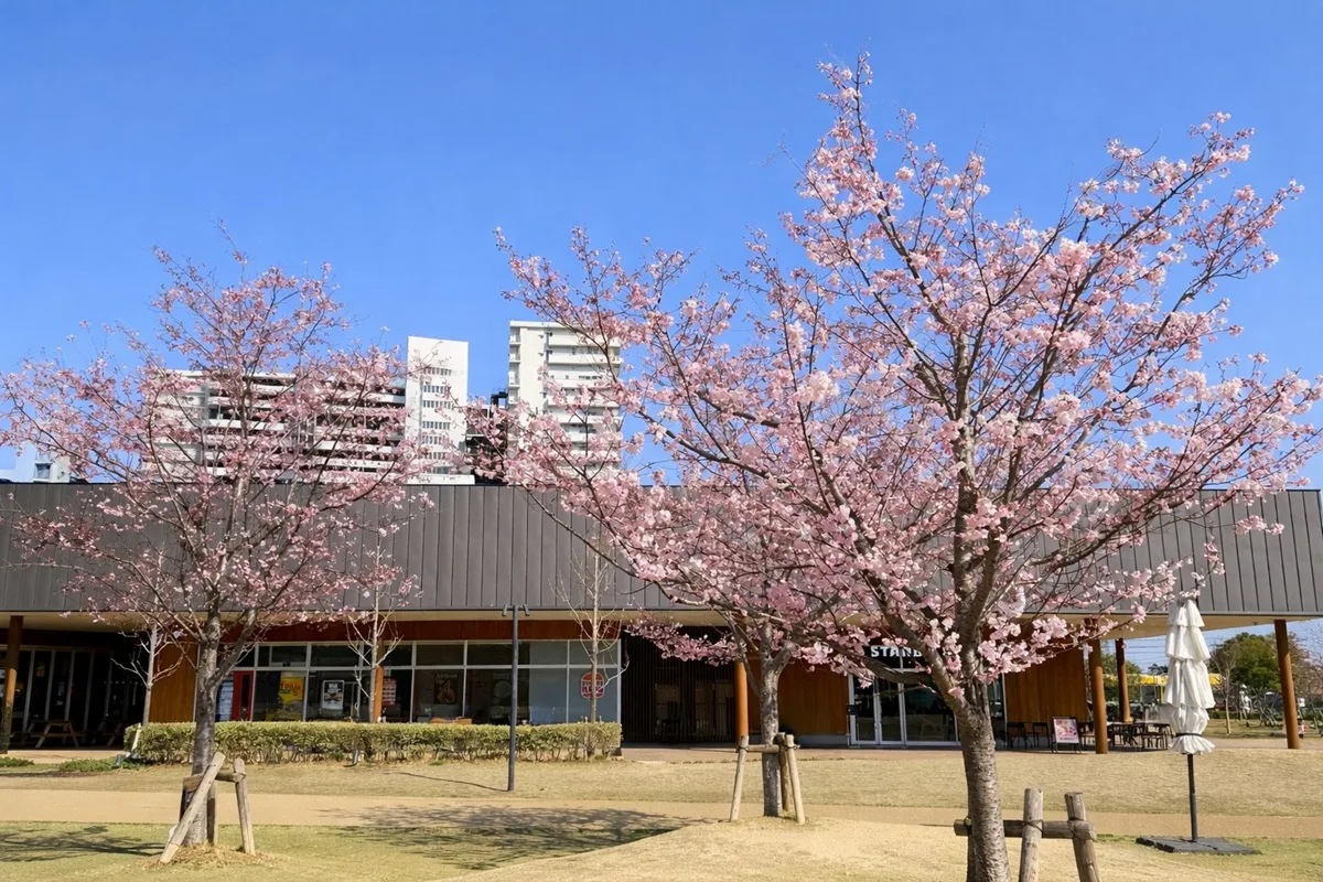 ブランチ大津京の桜