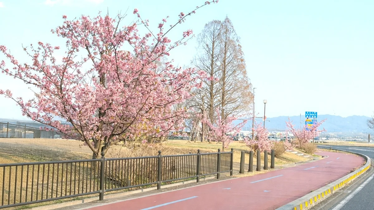 大津湖岸なぎさ公園のサンシャインビーチでは、早咲きの桜として知られる河津桜