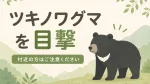 大津市伊香立エリアでツキノワグマの目撃情報