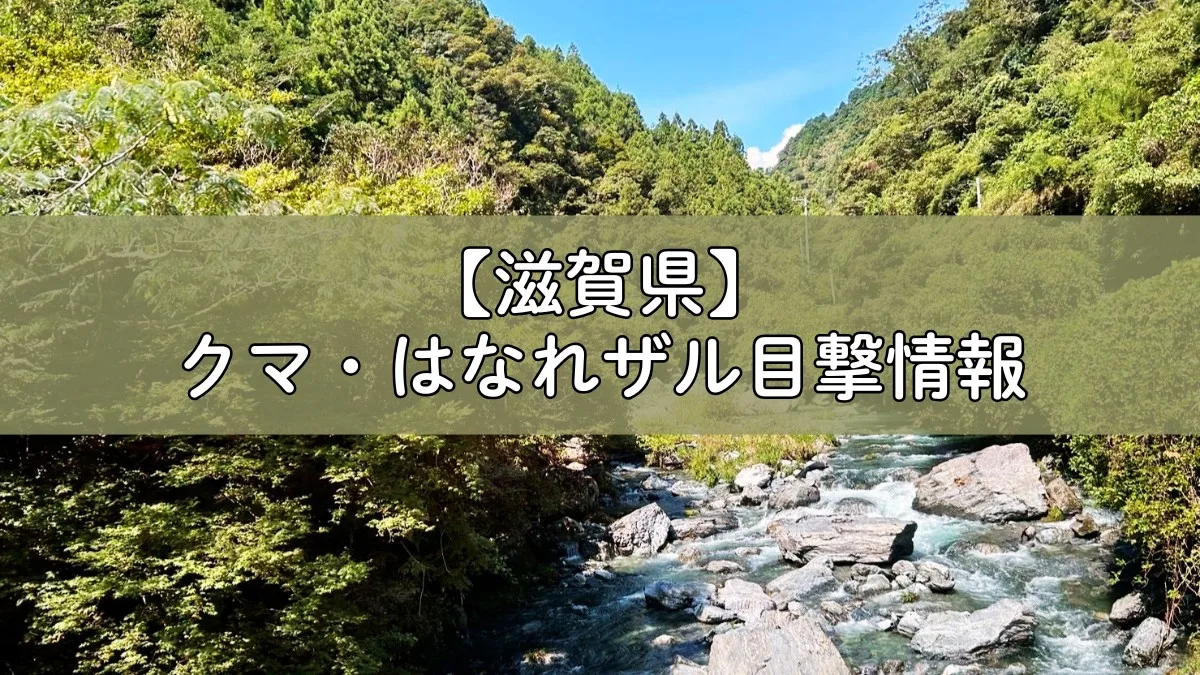 米原市長浜市でクマ・サル目撃情報